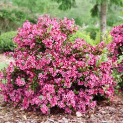Sonic Bloom Punch™ Weigela