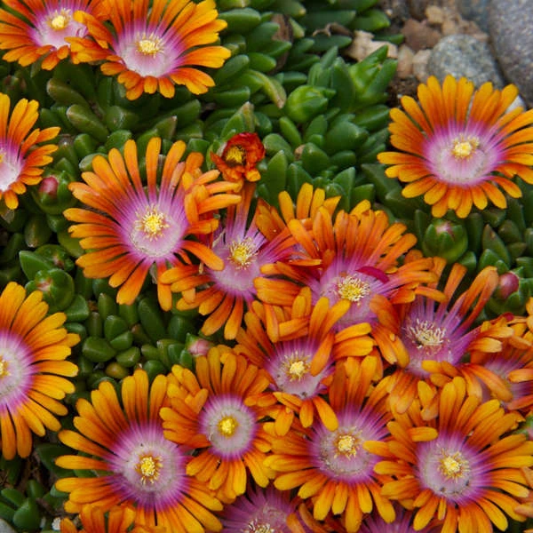 Fire Spinner® Ice Plant Fire Spinner® Ice Plant -Great Garden Plants Shop a4c83f2c6e52d6d27d9fc2c4405feb19