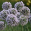'Bobblehead' Allium