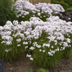 'Opening Act Pink-A-Dot' Hybrid Phlox -Great Garden Plants Shop a90d2caaa7944a98a89169dc45a5e969