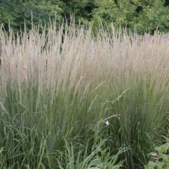 'Karl Foerster' Feather Reed Grass -Great Garden Plants Shop ab49f9ad0a0821b841814629f0f7bb0a