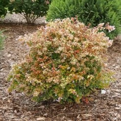 Funshine® Abelia -Great Garden Plants Shop abelia funshine 1 P sw