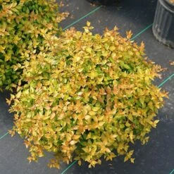 Funshine® Abelia -Great Garden Plants Shop abelia funshine 3 P sw