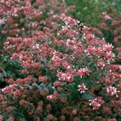 Ruby Anniversary® Abelia -Great Garden Plants Shop abelia ruby anniversary 4 P