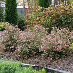 Ruby Anniversary® Abelia -Great Garden Plants Shop abelia ruby anniversary 5 P