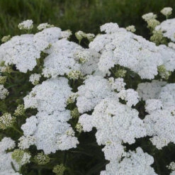 'Firefly Diamond' Yarrow -Great Garden Plants Shop achillea firefly diamond yarrow 2 sw
