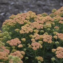 'Firefly Peach Sky' Yarrow -Great Garden Plants Shop achillea firefly peach sky yarrow 3 sw