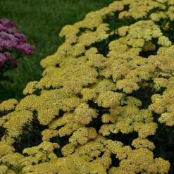 'Firefly Peach Sky' Yarrow -Great Garden Plants Shop achillea firefly peach sky yarrow 4 sw
