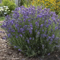 'Hidcote' Lavender -Great Garden Plants Shop ad777dfe720023c87b88b7911572cb2f