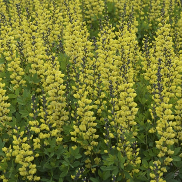 Decadence® 'Lemon Meringue' False Indigo Decadence® 'Lemon Meringue' False Indigo -Great Garden Plants Shop ae09016dc879abd7ea30e72cf52aaf02