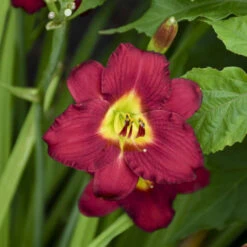 'Pardon Me' Daylily -Great Garden Plants Shop aec67857338f32b0b78ea7cd5cb76e30