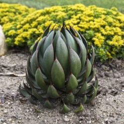 Mad About Mangave® 'Praying Hands' Mangave -Great Garden Plants Shop afbb6542cb79ae203ddfc72e4d86b703