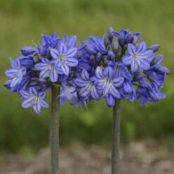 'Galaxy Blue' Lily-of-the-Nile -Great Garden Plants Shop agapanthus galaxy blue lily of the nile 2 sw