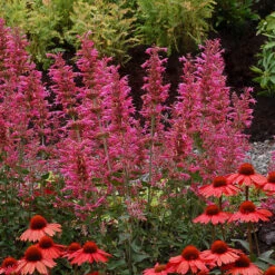 'Morello' Hummingbird Mint -Great Garden Plants Shop agastache morello 3 P