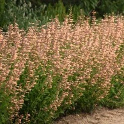 Meant To Bee™ Queen Nectarine Hummingbird Mint -Great Garden Plants Shop agastache queen nectarine
