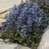 'Chocolate Chip' Bugleweed