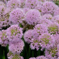 'Millenium' Allium -Great Garden Plants Shop allium millenium 2