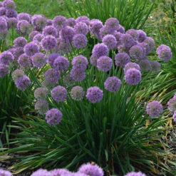 'Serendipity' Allium -Great Garden Plants Shop allium serendipity german garlic 1 P