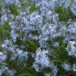 Threadleaf Bluestar