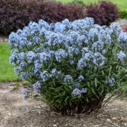 'Storm Cloud' Bluestar -Great Garden Plants Shop amsonia tabernaemontana storm cloud bluestar 2