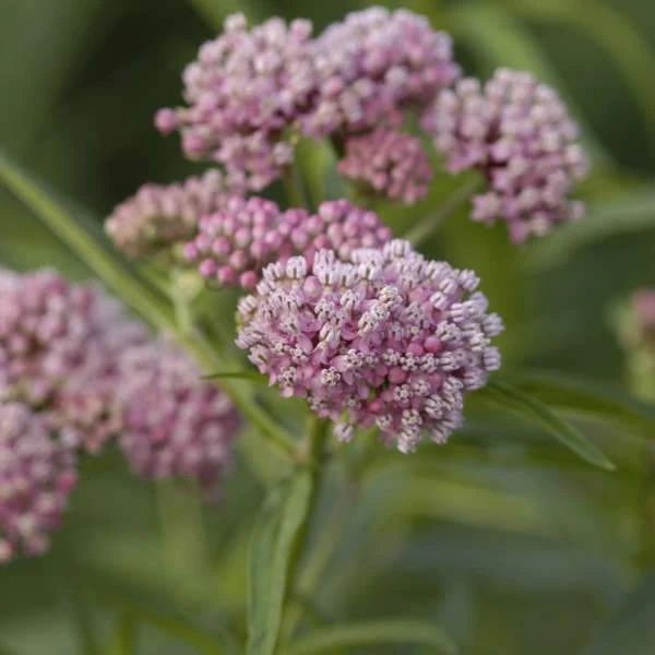 'Cinderella' Swamp Milkweed 'Cinderella' Swamp Milkweed -Great Garden Plants Shop asclepias incarnata cinderella swamp weed milkweed 1