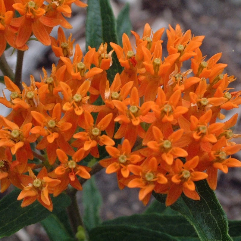 Orange Milkweed Orange Milkweed -Great Garden Plants Shop asclepias tuberosa butterfly weed 1