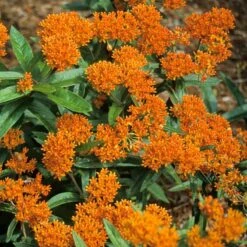 Orange Milkweed 3 Orange Milkweed -Great Garden Plants Shop asclepias tuberosa butterfly weed 2