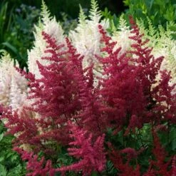 Red Astilbe
