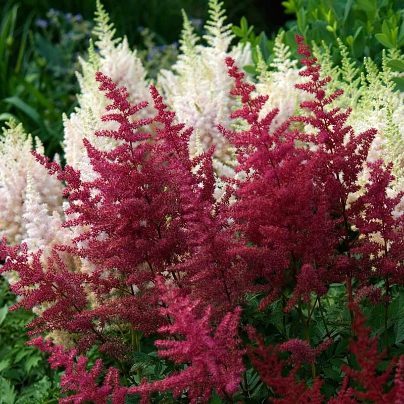 Brighten a Shady Spot Collection Brighten A Shady Spot Collection -Great Garden Plants Shop astilbe fanal red false spirea 1 c5f0a9fb b1e3 4ae4 97bb afeb86809f9b