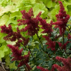 Red Astilbe -Great Garden Plants Shop astilbe fanal red false spirea 3