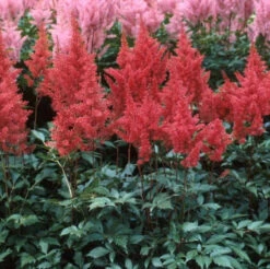 Red Astilbe -Great Garden Plants Shop astilbe fanal red false spirea 4