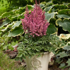 'Little Vision In Pink' Astilbe -Great Garden Plants Shop astilbe little vision pink 3