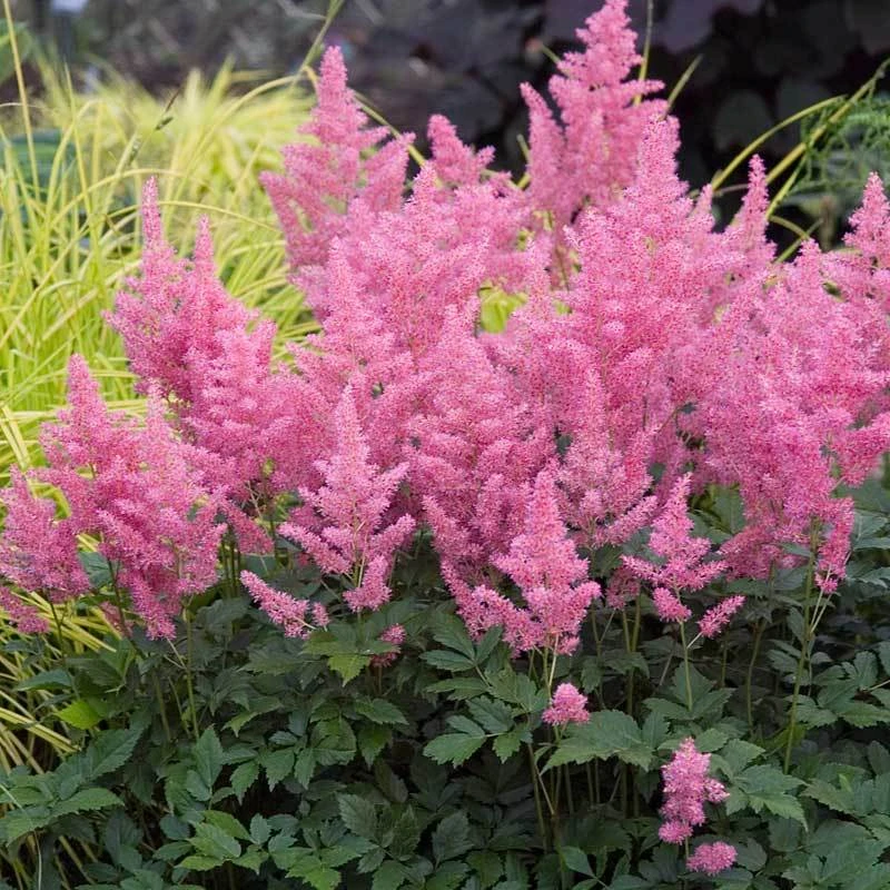 Pink Astilbe Pink Astilbe -Great Garden Plants Shop astilbe pink 1