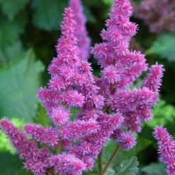'Visions' Astilbe 2 'Visions' Astilbe -Great Garden Plants Shop astilbe visions false spirea 1