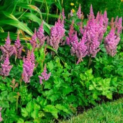 'Visions' Astilbe 3 'Visions' Astilbe -Great Garden Plants Shop astilbe visions false spirea 2