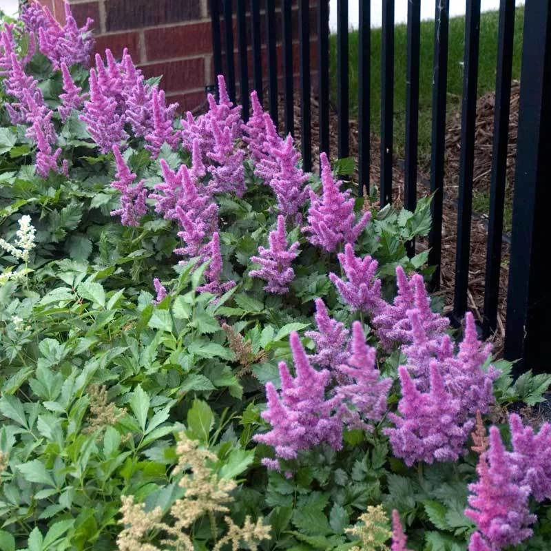 'Visions' Astilbe 'Visions' Astilbe -Great Garden Plants Shop astilbe visions false spirea 3