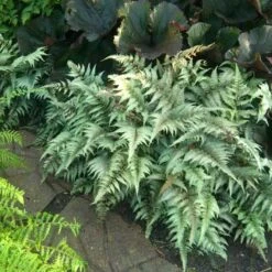 Japanese Painted Fern -Great Garden Plants Shop athyrium nipponicum pictum 1