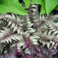 Japanese Painted Fern -Great Garden Plants Shop athyrium nipponicum pictum 2