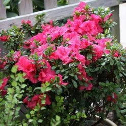 Bloom-A-Thon® Hot Pink Reblooming Azalea -Great Garden Plants Shop azalea bloom a thon hot pink 3 P 6af5232a 90fa 4cea b7aa 501ac3cb47ae sw