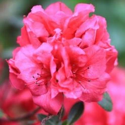 Bloom-A-Thon® Red Reblooming Azalea -Great Garden Plants Shop azalea bloom a thon red 2 P a3a650ef 60b6 43d6 8922 c6627ee661cd sw