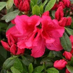 Bloom-A-Thon® Red Reblooming Azalea -Great Garden Plants Shop azalea bloom a thon red 3 P 7a692c2a 10e4 42fd baf7 7af3cfd75363 sw