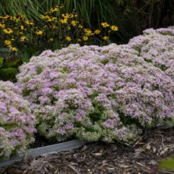 Rock 'N Round™ 'Pure Joy' Stonecrop -Great Garden Plants Shop b5bcd667164be833e564ec669ea9f3be
