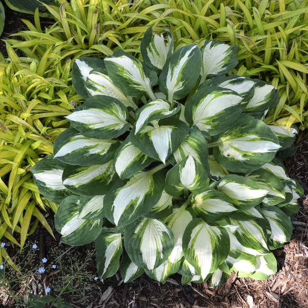 'Vulcan' Hosta 'Vulcan' Hosta -Great Garden Plants Shop b6296beeb1b63d63e1c4d167f587123f