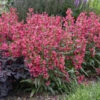 Bejeweled™ 'Rose Rhinestones' Beardtongue