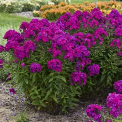 Luminary™ 'Ultraviolet' Tall Garden Phlox -Great Garden Plants Shop b941ba522654a80039731c70e4ca9f81