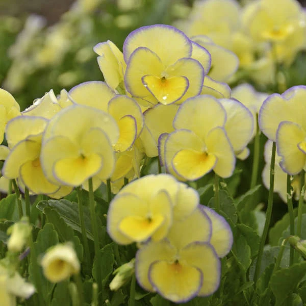 'Etain' Perennial Violet 'Etain' Perennial Violet -Great Garden Plants Shop bbafe484596a71b05686d7dfa53e1785