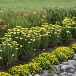 'Firefly Sunshine' Yarrow -Great Garden Plants Shop bc41150f70906a678e5addf4b28d43bc