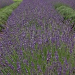 Phenomenal® Lavender 3 Phenomenal® Lavender -Great Garden Plants Shop bc55a5d16b0311983454a8918271667a