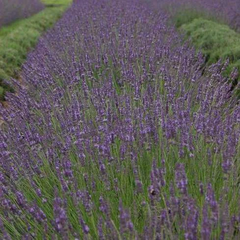 Phenomenal® Lavender Phenomenal® Lavender -Great Garden Plants Shop bc55a5d16b0311983454a8918271667a