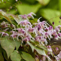 'Pretty In Pink' Barrenwort -Great Garden Plants Shop bd87b077e5011e0bc3f3d3de9dccecdc